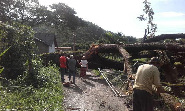 Guárico | Mira lo que causó caída de árbol en comunidad sanjuanera