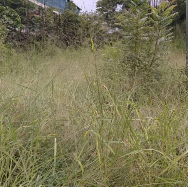 Triste panorama se aprecia en el Pedagógico de Maracay