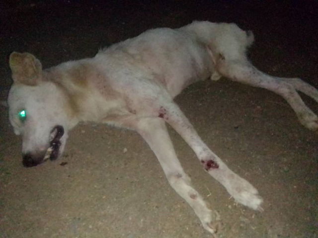 Funcionario de Poliguarico atropelló a un perro y no se responsabilizó
