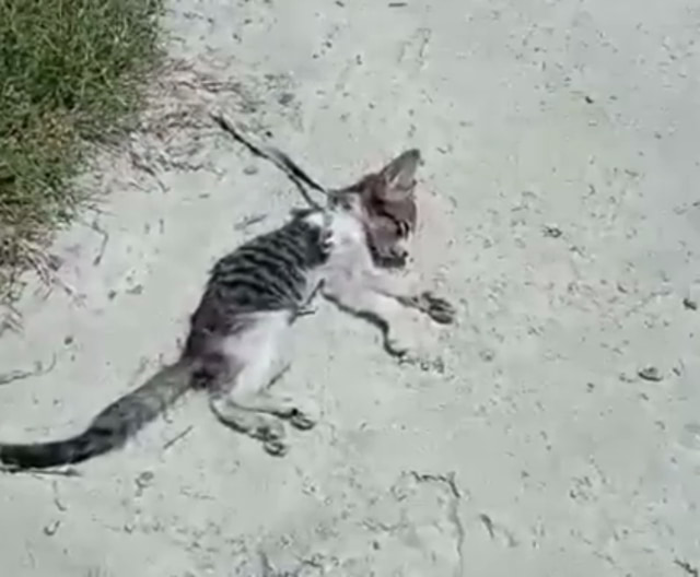 Ciudadanas denuncian maltrato animal en Maracay (+VIDEO)