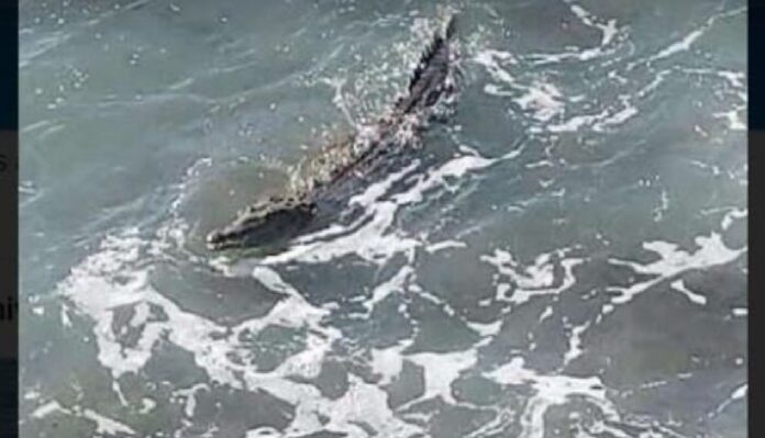 SORPRENDENTE/ ¿Caimán en mar?