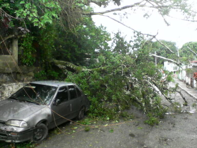 ALARMANTE/Árbol cae encima de carro en el sector Los Placeres (+Fotos)