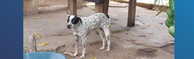 MALDAD SIN LÍMITES| Preso por maltrato animal
