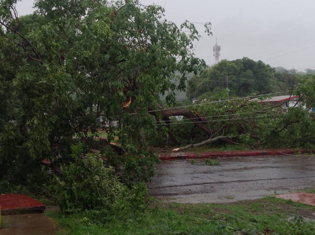 SUSTO EN ORTIZ /Cae un árbol  sobre líneas eléctricas
